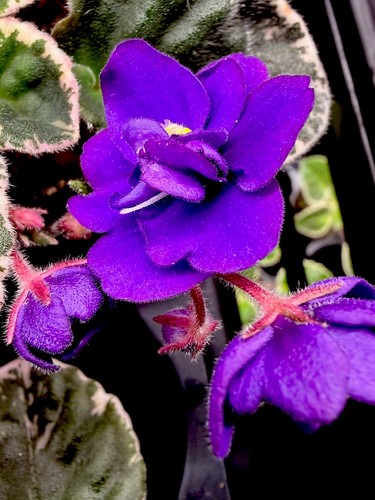 African violet plant cajuns - violet,